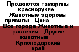 Продаются тамарины краснорукие . Животные здоровы привиты › Цена ­ 85 000 - Все города Животные и растения » Другие животные   . Краснодарский край